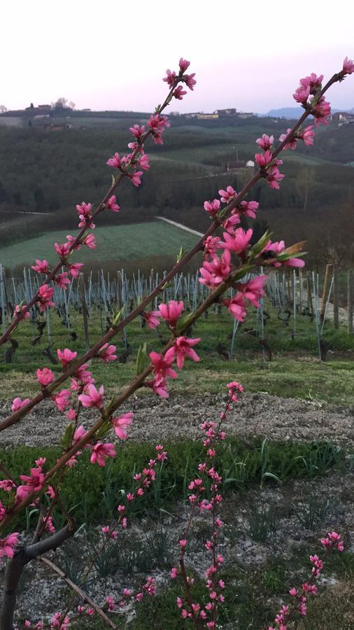 Cascina Baresane Panzió Alba Kültér fotó